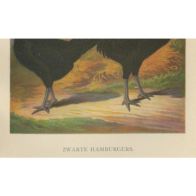 The sleek black hamburg chicken a rare 19th century poultry lithograph this elegant 19th century chromolithograph...