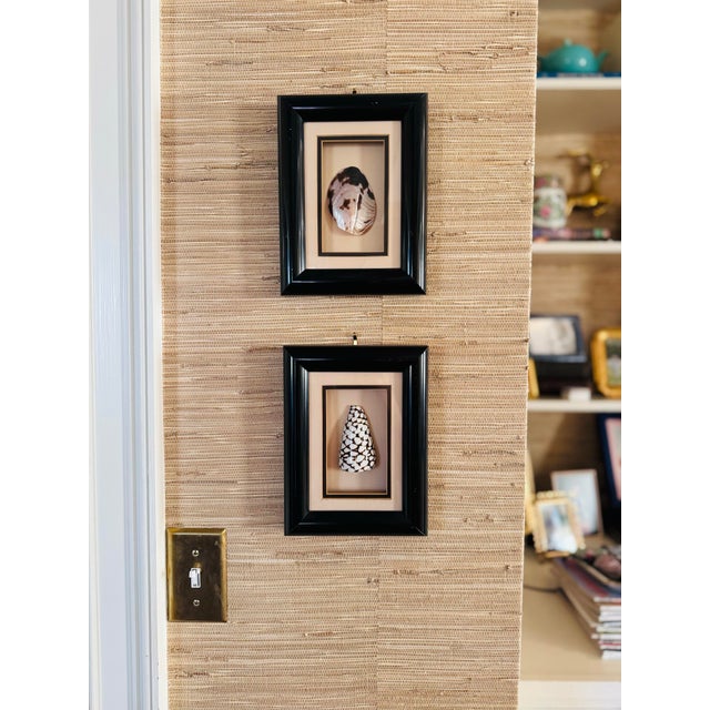 Vintage framed sea shells! Wonderful unique pair. Each shell is matted and framed. The black frames do have some...