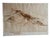 Schaafsma is an American archaeologist, artist, author and leading authority on pre-Hispanic Indian rock art and kiva...