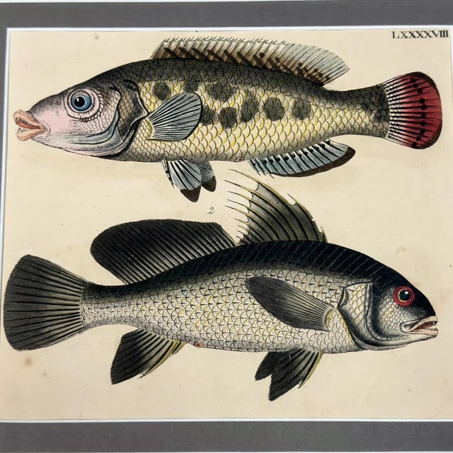 This original 1826 hand-colored fish lithograph comes from Friedrich Strack’s Naturgeschichte in Bildern mit erläuterndem...