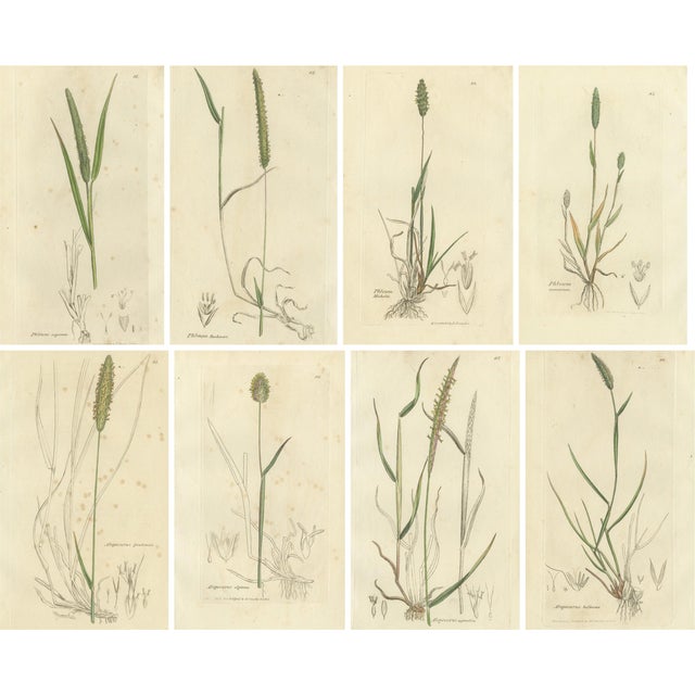 Illustrations of Meadow Grasses: Timothy & Foxtail, 1830s, Engravings, Set of 8 For Sale
