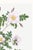 White Rose, Vintage Botanical Art Print Reproduction by Pierre-Joseph Redouté, 32" X 48" For Sale - Image 9 of 11