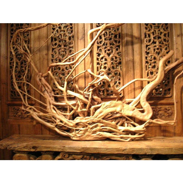 Large Root Sculpture From Southwest China For Sale - Image 11 of 12