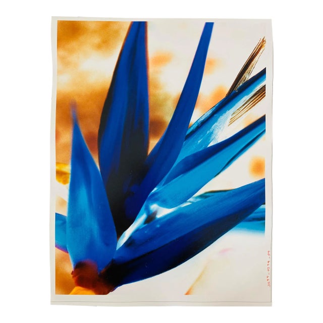 Circa 1998 Flora Fauna Series Vintage Color Photograph Abstract Flower Fuji Crystal Photograph For Sale