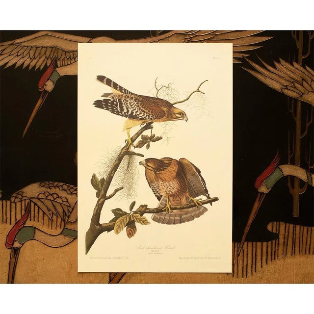 1990s Red-Shouldered Hawk After Audubon, Large Cottage Style Print For Sale - Image 9 of 12