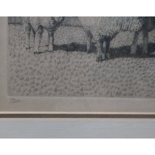 Sheep Etching by Jim Pollard Dated 81 For Sale - Image 4 of 7
