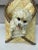 Ceramic Large Majolica Basket Bichon Dog Wall Pocket Theodore Deck Circa 1887 For Sale - Image 7 of 8