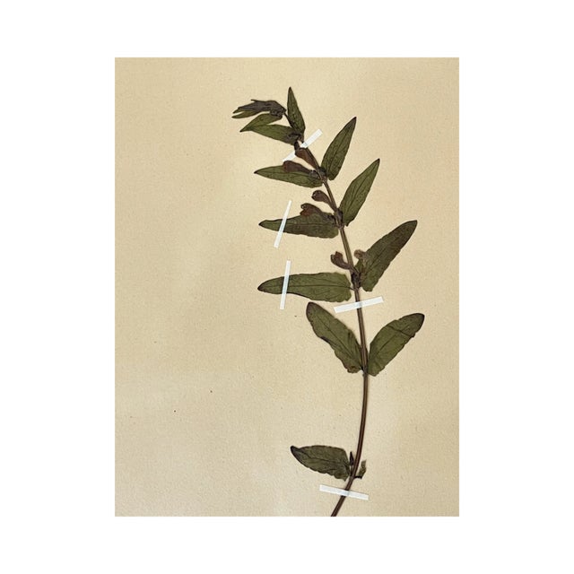 Beautiful vintage Swedish herbarium specimen with eggplant coloration in the blooms, circa 1938.