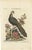 Edwards & Seligmann, Chinese Peacock-Pheasant, Hand-Colored Engraving, 1770s For Sale - Image 11 of 11