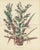 L. Stroobant, Bromelia Commeliniana, Flowering Bromeliad, 1859, Chromolithograph For Sale - Image 9 of 9