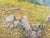 Cesare Bentivoglio, Mountain Landscape, 1920s, Oil on Canvas For Sale - Image 10 of 18