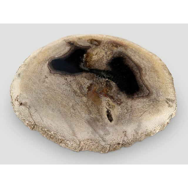 2010s Andrianna Shamaris Rare Palm Petrified Wood Slab For Sale - Image 5 of 5