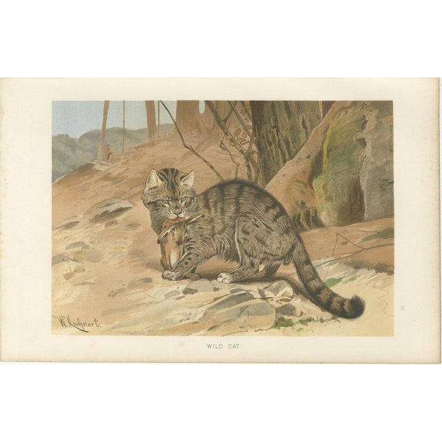Antique Victorian Zoological Wild Cat Print, 1894 For Sale - Image 3 of 10
