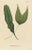 Early 19th Century Carolo Ludovico Blume, Ferns of Java Polypodium, 1829, Handcolored Lithograph For Sale - Image 5 of 5
