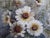 M. Beech, Daisies in a Vase Still Life, Watercolour Painting For Sale - Image 6 of 14