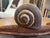 This handcrafted ceramic snail is a decorative piece that celebrates the beauty of natural shapes and the precision of...