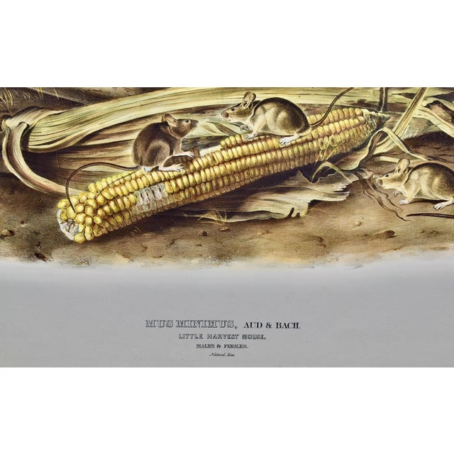 Audubon "Little Harvest Mouse": A Framed Original Audubon Hand-Colored Folio Lithograph, 1845 For Sale - Image 4 of 8