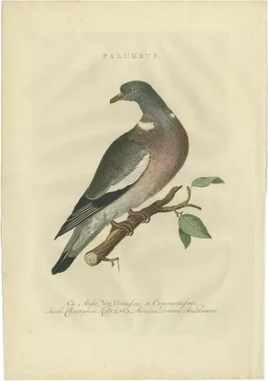 Sepp & Nozeman, Bird Illustration of the Common Wood Pigeon, 1770, Print