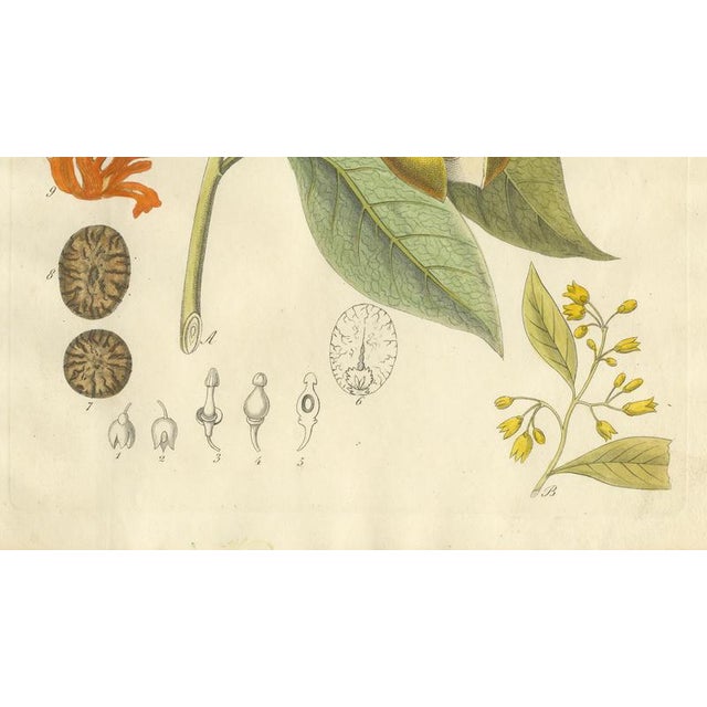 Myristica Aromatica, 1800s, Paper For Sale - Image 5 of 10