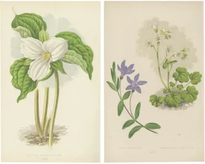 Vinca and Trillium, 1874, Paper, Set of 2