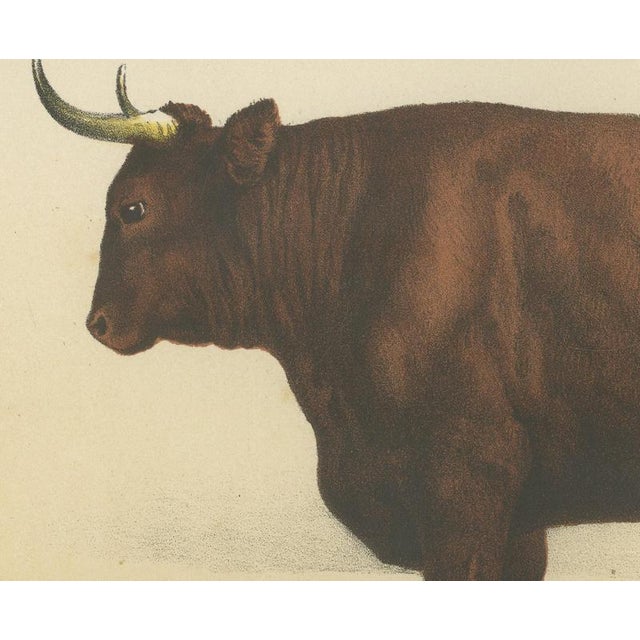 Borie, Salers Ox, French Cattle Breed, 1863, Chromolithograph For Sale - Image 4 of 9