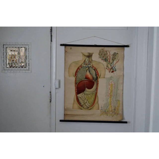 Illustration Vintage Swedish E. Hoelemann Antique Anatomical Chart For Sale - Image 3 of 7