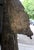 Asian School, Gigantic Sculpture, 1800s, Wood For Sale - Image 4 of 9