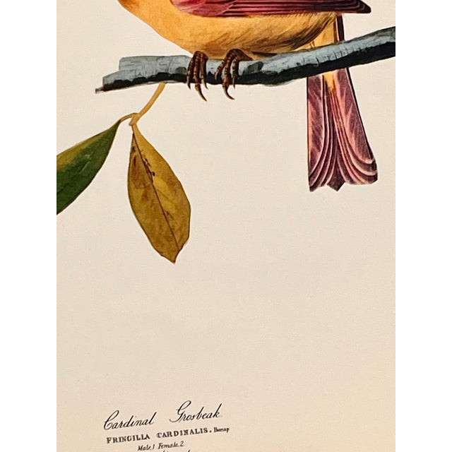 American 1964 Audubon Folio Lithograph Great Bird Paintings – “Cardinal Grosbeak” 17x14 For Sale - Image 3 of 5