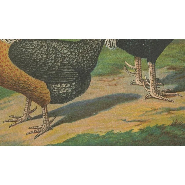 The noble dorking chicken a rare 19th century poultry lithograph this magnificent 19th century chromolithograph features a...