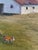 This painting is of a cow and her calf along with a white barn. I love how the cow looks tired as the calf is moving away...