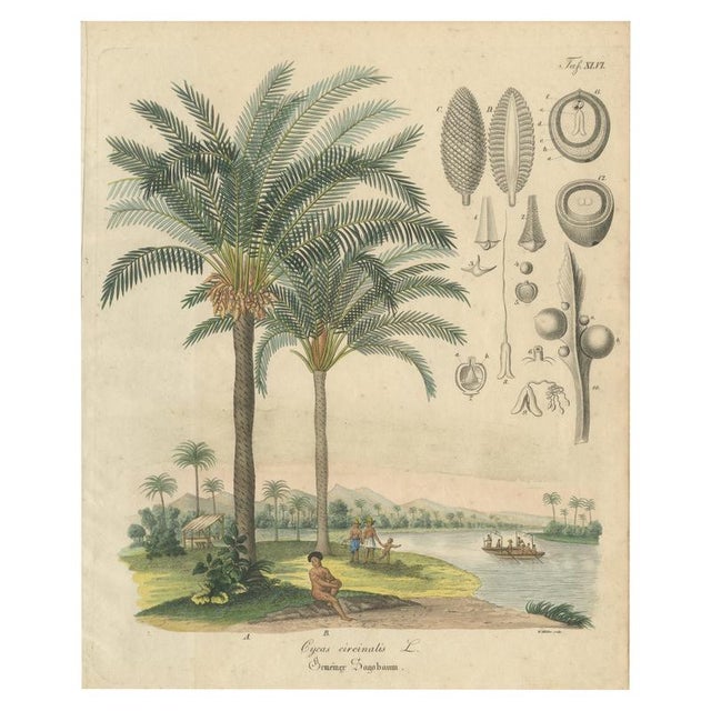 Cycad, 1831, Paper For Sale - Image 9 of 9