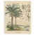 Cycad, 1831, Paper For Sale - Image 9 of 9