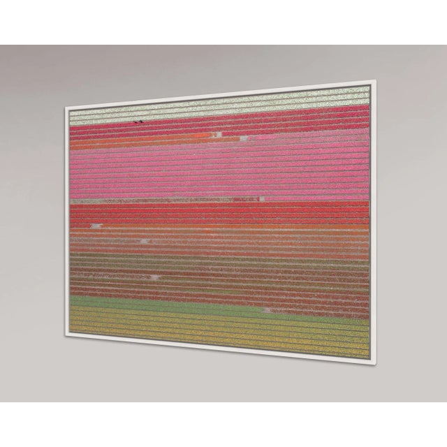 "AV_Tulip_Fields_035" Contemporary Aerial View Limited Edition Photograph by Bernhard Lang For Sale - Image 4 of 10