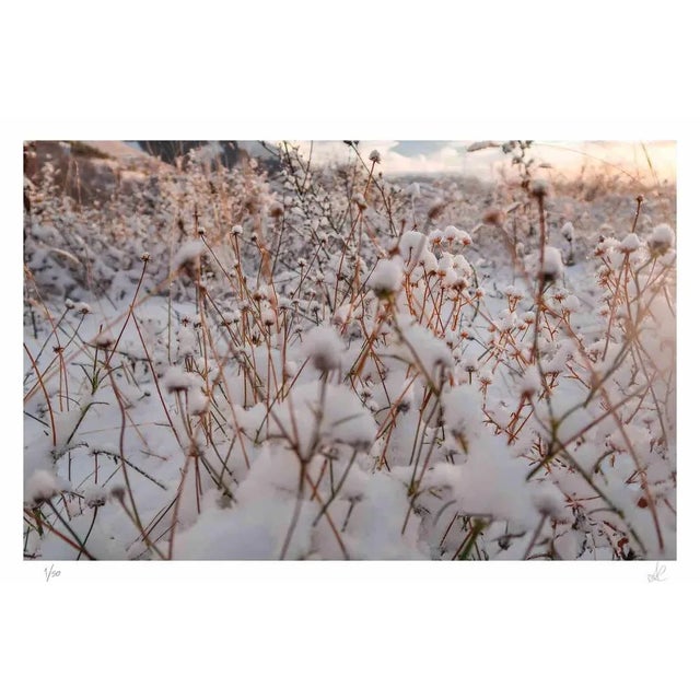 Winter is a photograph taken by Amanda Ludovisi in 2021. It represents some dry flowers emerging from the snow as an...