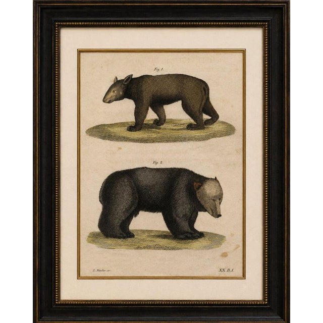 Title: antique tapir & bear zoological engraving – bertuch, c. 1800 original antique hand-colored copper engraving...