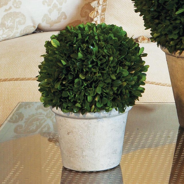 Farmhouse Boxwood 8" Ball In Pot For Sale - Image 3 of 4