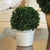 Farmhouse Boxwood 8" Ball In Pot For Sale - Image 3 of 4