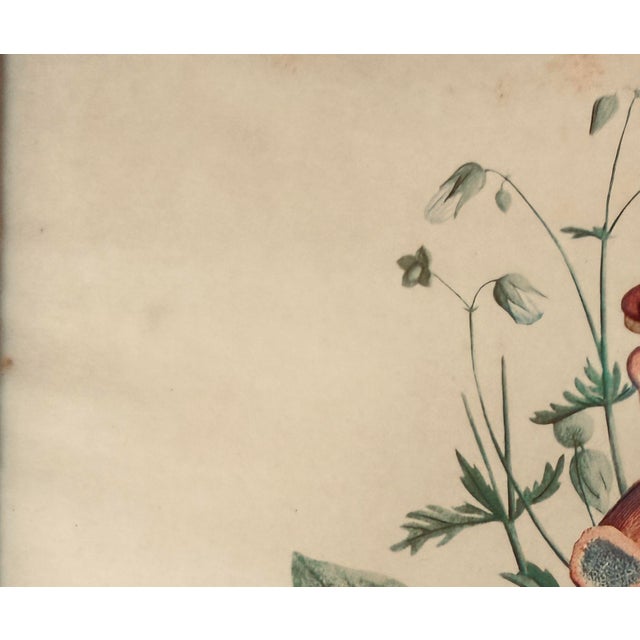 Jean Prevost Early 20th Century J L Prevost Botanical Lithograph - Sidney Z. Lucas SZL - Reticulated Wood Frame - Pansies, Poppies & Peony For Sale - Image 4 of 12