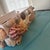 2010s Coastal Sailor’s Valentine Style Mosaic Seashell Box For Sale - Image 5 of 7