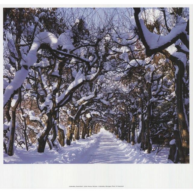 William Krammisch Linden Avenue, Germany, 2009 For Sale