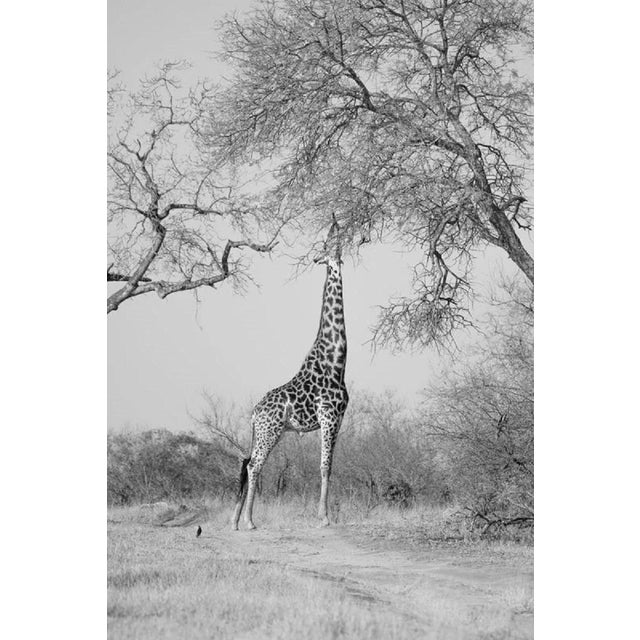Mint Images, A Giraffe Reaches Up to a Tree, in Black and White, Photographic Paper, in Flawless conditions. Designed from...