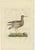 Sepp & Nozeman, Bird Illustration of the Common Redshank, 1797, Print For Sale