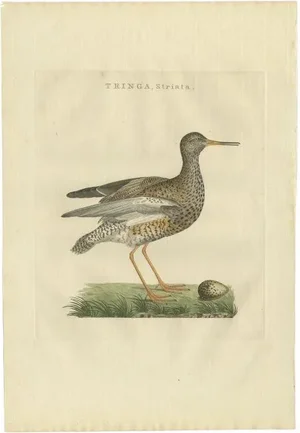 Sepp & Nozeman, Bird Illustration of the Common Redshank, 1797, Print