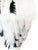 White Plumage and Obsidian For Sale - Image 8 of 14