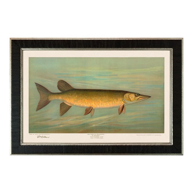 American Fish 33 the Unspotted Mascalonge by Harris CFA Edition Giclee Print For Sale