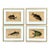 18th Century Framed Engravings by Mark Catesby, Set of Four Fish For Sale