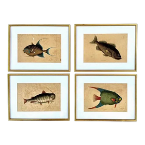 18th Century Framed Engravings by Mark Catesby, Set of Four Fish