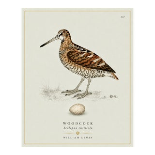 William Lewin 1789 Waterbirds Fine Art Gallery Board Print - The Woodcock For Sale