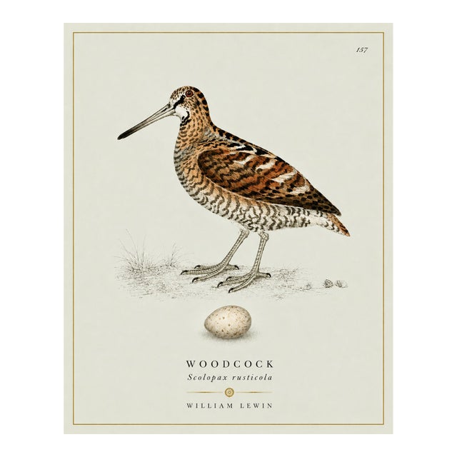 William Lewin 1789 Waterbirds Fine Art Gallery Board Print - The Woodcock For Sale