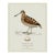 William Lewin 1789 Waterbirds Fine Art Gallery Board Print - The Woodcock For Sale